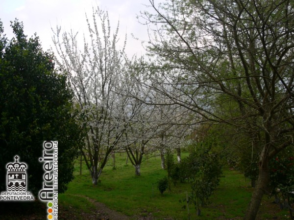 Cerezo - Cherry Tree - Cerdeira (Prunus avium) >> Cerezo (Prunus avium) - Detalle plantacion_2.jpg